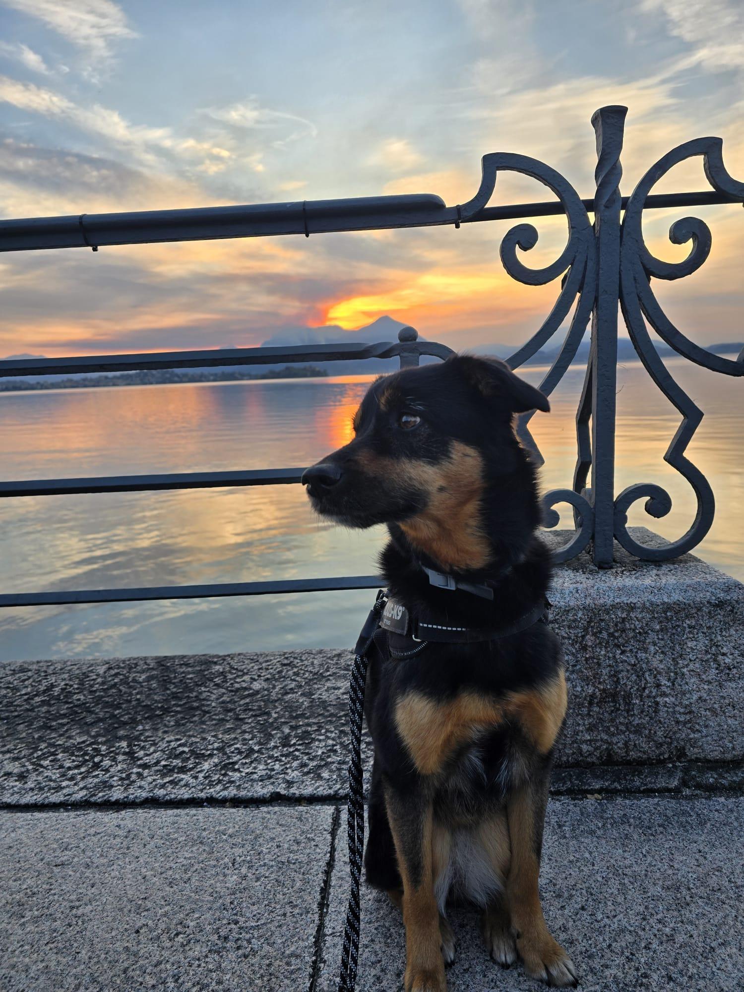 Dog at sunset